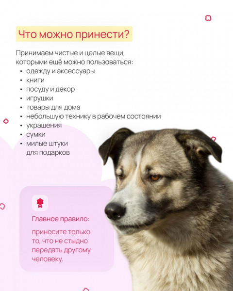 «Мурмаркет» в Петербурге: как превратить ненужные вещи в помощь пушистым подопечным «Мурмаркет» в Петербурге: как превратить ненужные вещи в помощь пушистым подопечным